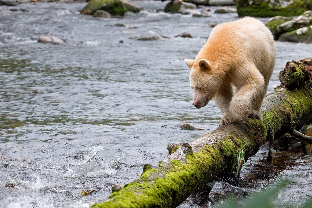 A rare white "spirit bear" in the Great Bear Rainforest. Photo: Andy Wright.