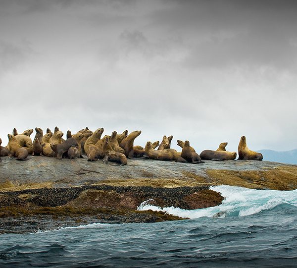 Sea lions on rocks at Garcin Rocks, Gwaii Haanas in the GBR. Photo: Andrew S. Wright.