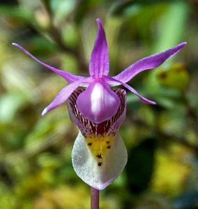 Calypso Orchid. Photo: Keith Dixon