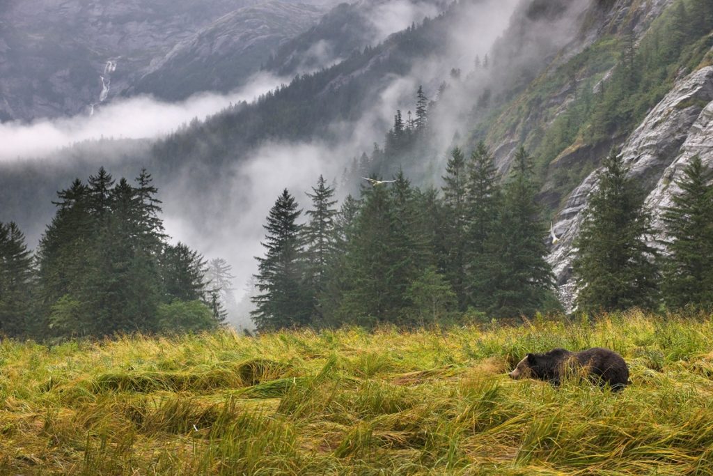 Great Bear Rainforest. Photo: Andy Wright