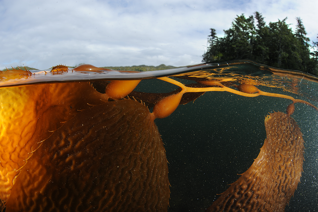 Marine plants like this bull kelp could provide a new way to capture and store carbon. Photo: Thomas P. Peschak.