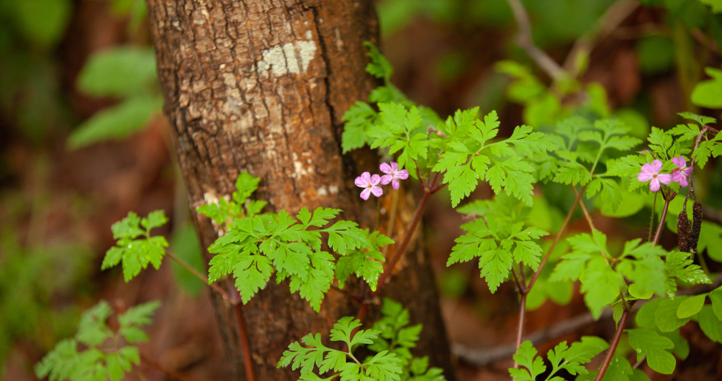 This photo shows green foliage and purple flowers. A tree trunk is visible in the background.