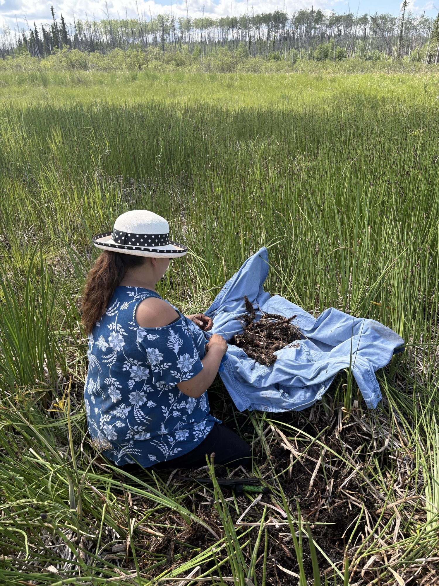 A woman with a sun hat on sits in a green field. She is harvesting wîhkês (or muskrat root). There is a blue blanket beside her that she is where she places the harvested root.
